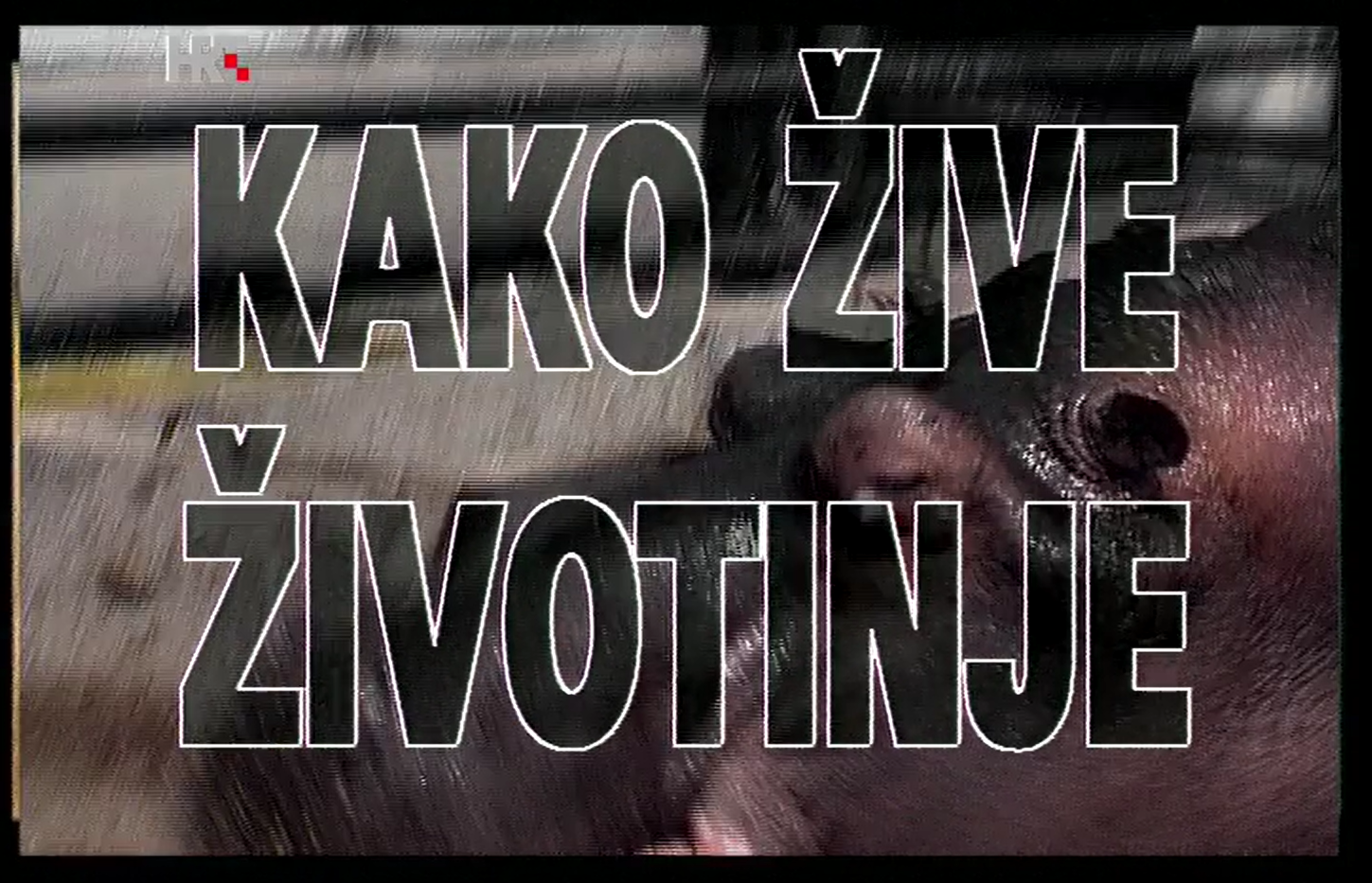 Kako žive životinje: Gušteri