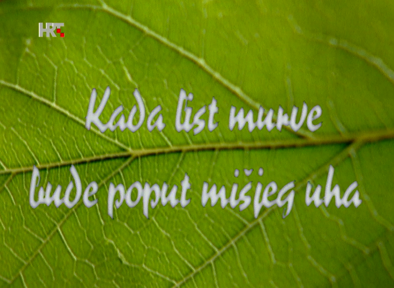 Kad list murve bude poput mišjeg uha