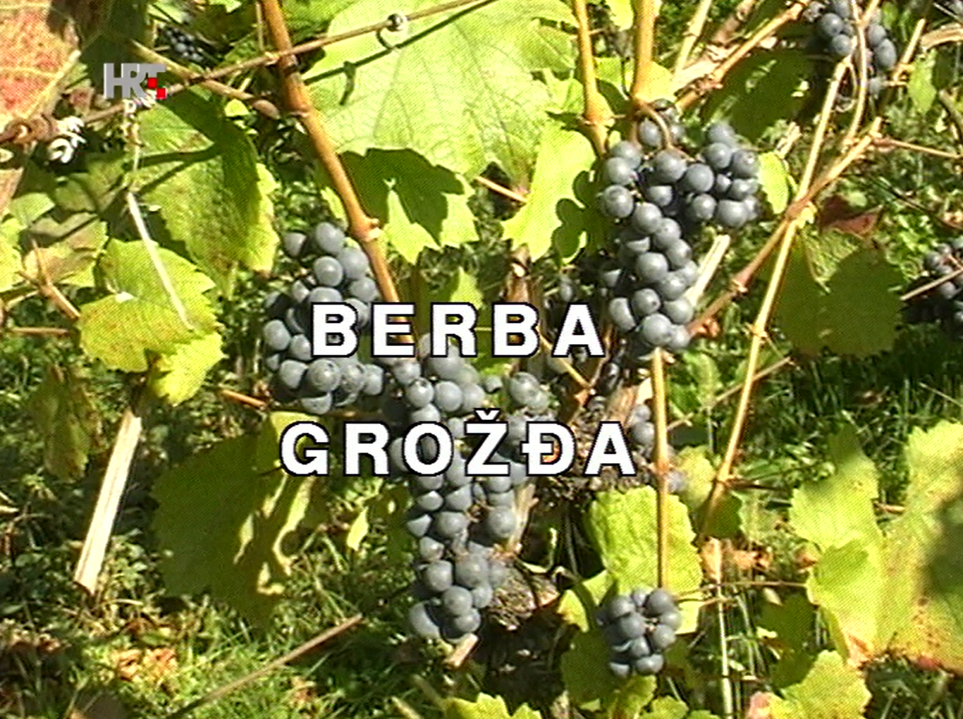 Berba grožđa