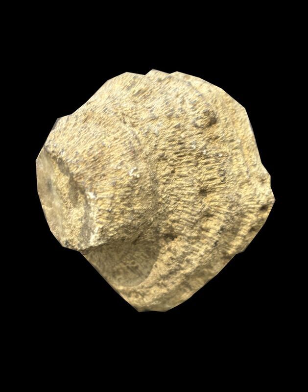 Favosites cristata, koralj