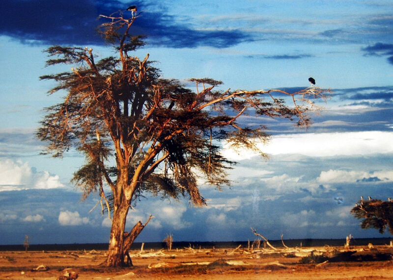 Drvo marabua, 1976. - 2002.