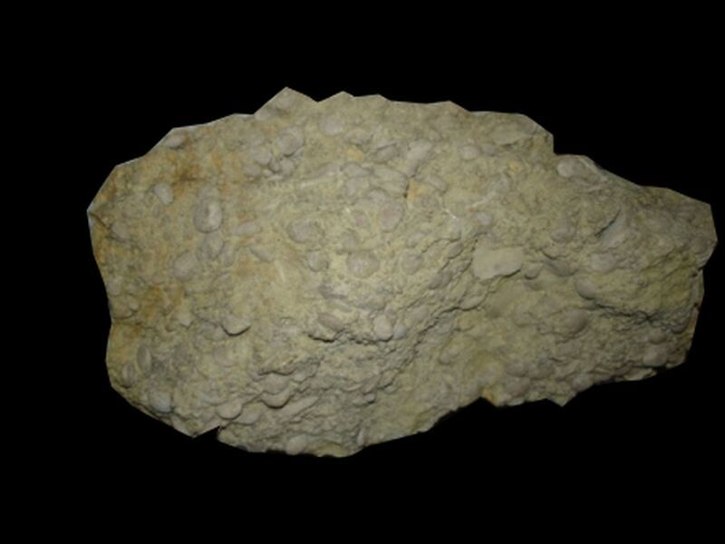 Nummulites/foraminifere