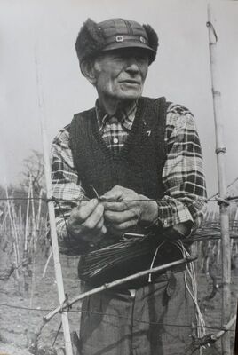 Radovi u vinogradu