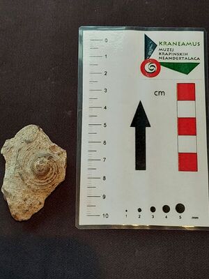 Euomphalus funatus