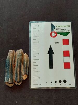 Donji kutnjak domesticiranog goveda Bos brachyceros