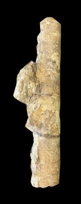 Orthoceras pleurotomum