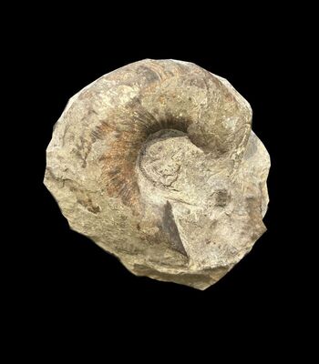 Euomphalus discors, puž