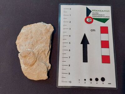 Perisphinctes