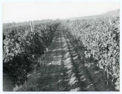 Vinograd
