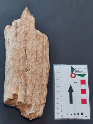 Fragment goljenice mastodona (Anancus arvernensis)