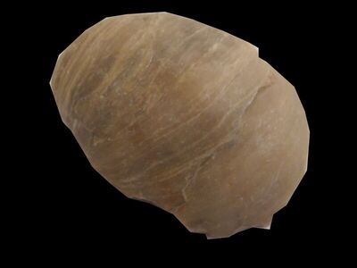 Isocardia