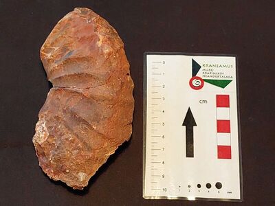 Fragment amonita roda Acrochordiceras