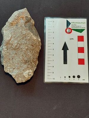 Palermocrinus togatus