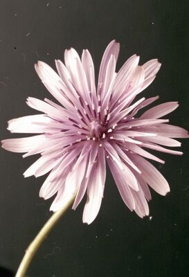 Album 08 str. 464-466
