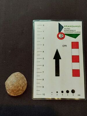 Heliolites favosa