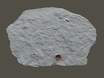 Croatica vapnenac