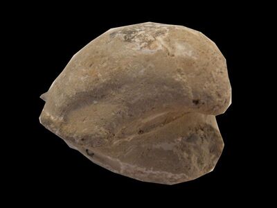 Isocardia