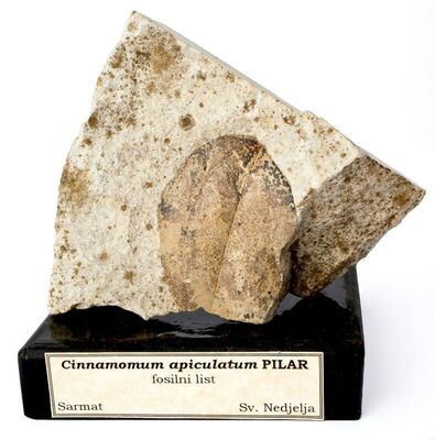 Cinnamomum apiculatum PILAR