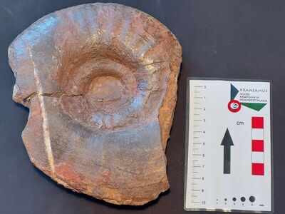 Amonit vrste Perisphinctes procerus