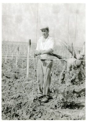 Vezivanje loza