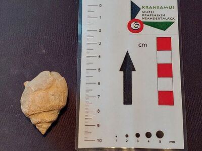 Puž vrste Natica bulliformis