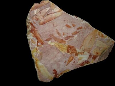 Fosilno lišće Glossopteris