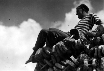 Ribar