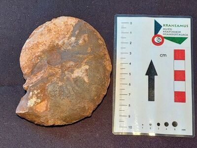 Amonit Ptychites acutus
