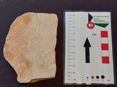 Amonit roda Perisphinctes