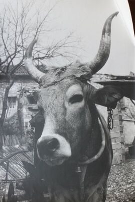 Boškarin