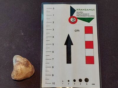 Brahiopod vrste Terebratula eganensis
