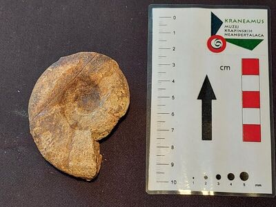 Amonit vrste Puzosia mayoriana