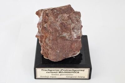 Trachyceras (Protrachyceras) curionii MOJSISOVICS