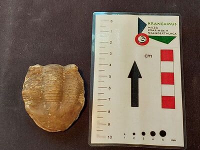 trilobit