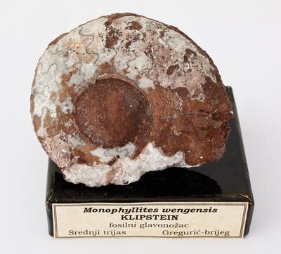 Monophyllites wengensis KLIPSTEIN
