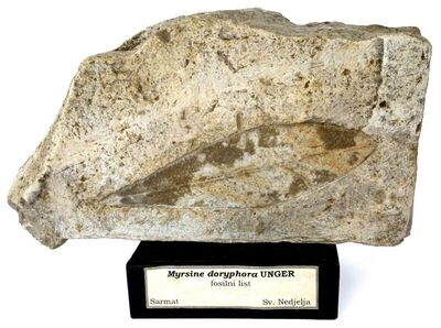 Myrsine doryphora UNGER