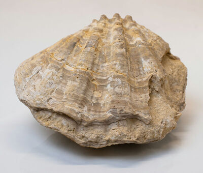 Macrochlamys (Nodipecten) latissima BROCC.