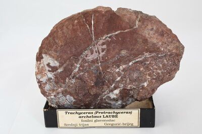 Trachyceras (Protrachyceras) archelaus LAUBE