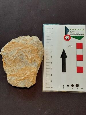 Palermocrinus togatus