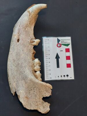 Donja čeljust špiljskog medvjeda (Ursus spelaeus)