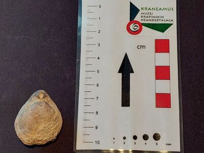 Brahiopod vrste Terebratula maxillata