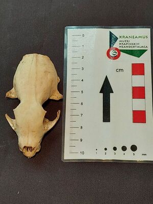 Lubanja kune bjelice (Martes foina)