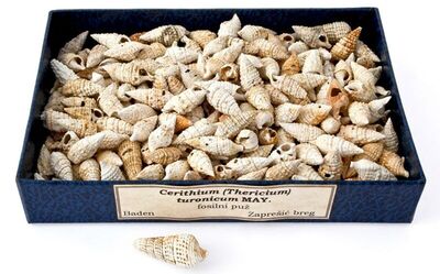 Cerithium (Thericium) turonicum MAY.