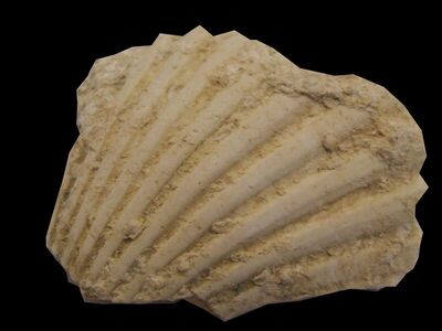 Pecten