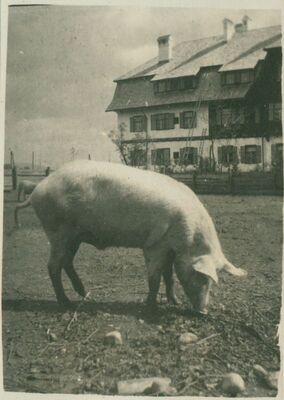 Svinja u dvorištu
