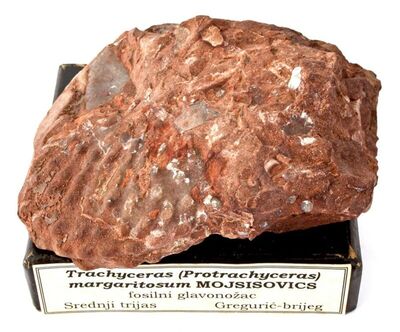 Trachyceras (Protrachyceras) margaritosum MOJSISOVICS