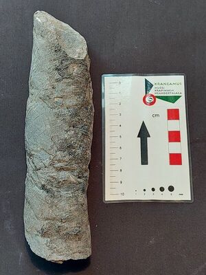 Papratnjača Calamites