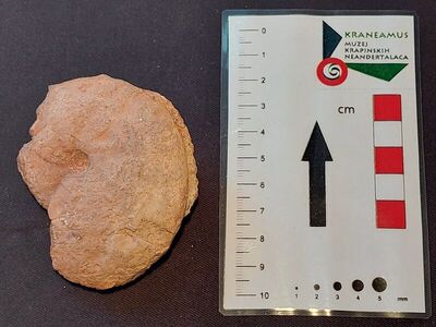 Amonit vrste Phylloceras nilssoni
