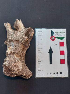 Fragment roga običnog jelena vrste Cervus elaphus