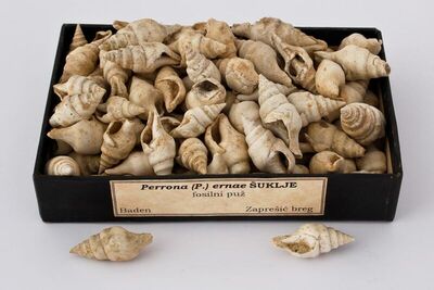 Perrona (P.) ernae ŠUKLJE